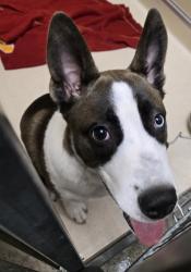 Shelter Stray Male Dog last seen Near Hummingbird Cir, Middletown, OH, 1820 Princeton Rd, Hamilton, OH 45011, USA