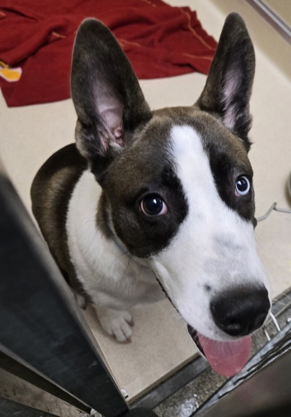 Shelter Stray Male Dog last seen Near Hummingbird Cir, Middletown, OH, 1820 Princeton Rd, Hamilton, OH 45011, USA
