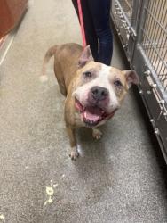 Shelter Stray Male Dog last seen delaware, Middletown, OH, 1820 Princeton Rd, Hamilton, OH 45011, USA