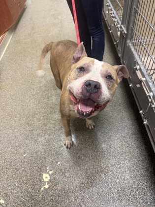 Shelter Stray Male Dog last seen delaware, Middletown, OH, 1820 Princeton Rd, Hamilton, OH 45011, USA