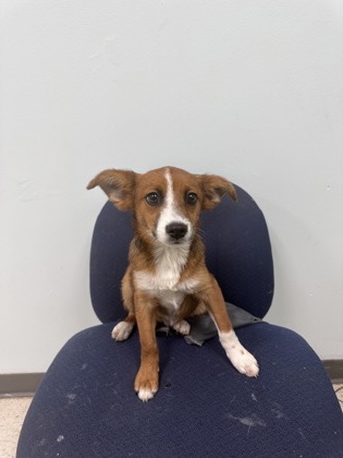 Shelter Stray Male Dog last seen , Harrison County, MS, 2615 25th Ave, Gulfport, MS 39501, USA