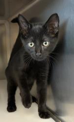 Shelter Stray Male Cat last seen Near Flamingo Way, 75150, TX, 1650 Gross Rd, Mesquite, TX 75149, USA
