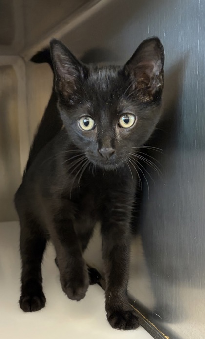 Shelter Stray Male Cat last seen Near Flamingo Way, 75150, TX, 1650 Gross Rd, Mesquite, TX 75149, USA