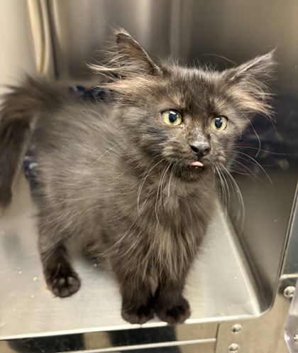 Shelter Stray Female Cat last seen Near Gross Rd, 75149, TX, 1650 Gross Rd, Mesquite, TX 75149, USA