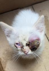 Shelter Stray Male Cat last seen Near Poplar Drive, 75149, TX, 1650 Gross Rd, Mesquite, TX 75149, USA