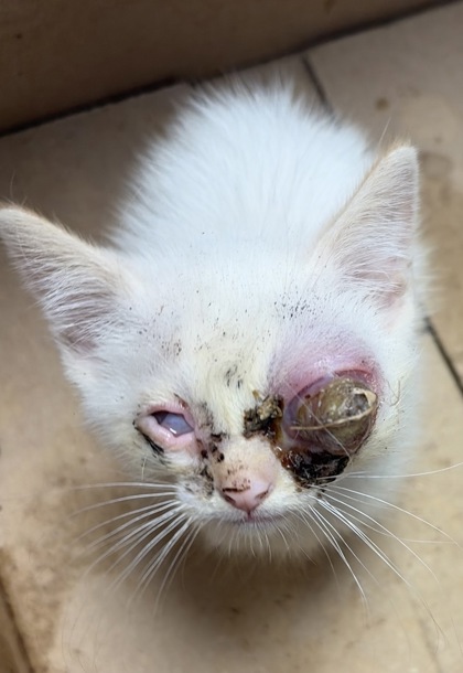 Shelter Stray Male Cat last seen Near Poplar Drive, 75149, TX, 1650 Gross Rd, Mesquite, TX 75149, USA
