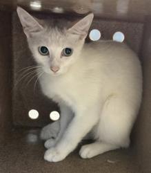 Shelter Stray Female Cat last seen Near Bamboo, 75149, TX, 1650 Gross Rd, Mesquite, TX 75149, USA