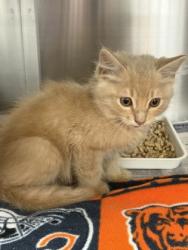 Shelter Stray Female Cat last seen Near River Oaks, 75150, TX, 1650 Gross Rd, Mesquite, TX 75149, USA