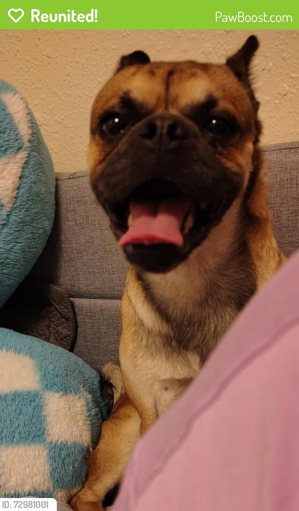 Reunited Male Dog last seen Young Park, Las Cruces, NM 88001