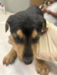 Shelter Stray Male Dog last seen Sunset Ave and N Granada Dr., City of Madera, CA, 205 Tozer St, Madera, CA 93638, USA