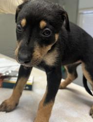 Shelter Stray Female Dog last seen Sunset Ave and N Granada Dr., City of Madera, CA, 205 Tozer St, Madera, CA 93638, USA