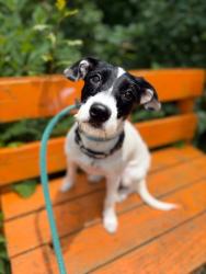 Shelter Stray Female Dog last seen Near 10th st, 21225, MD, 301 Stockholm St, Baltimore, MD 21230, USA