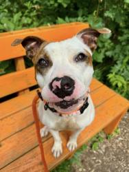Shelter Stray Female Dog last seen Near Sanit Georges Ave, 21218, MD, 301 Stockholm St, Baltimore, MD 21230, USA