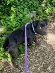 Shelter Stray Male Dog last seen Near Monticello, 21216, MD, 301 Stockholm St, Baltimore, MD 21230, USA