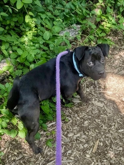 Shelter Stray Male Dog last seen Near Monticello, 21216, MD, 301 Stockholm St, Baltimore, MD 21230, USA