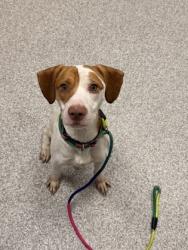 Shelter Stray Male Dog last seen Near Saint Charles st, 21215, MD, 301 Stockholm St, Baltimore, MD 21230, USA