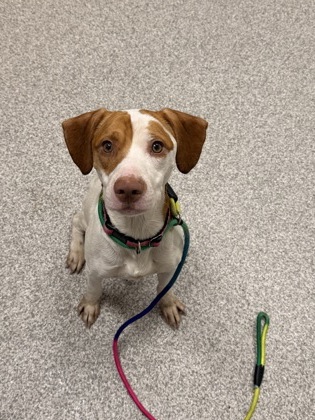 Shelter Stray Male Dog last seen Near Saint Charles st, 21215, MD, 301 Stockholm St, Baltimore, MD 21230, USA