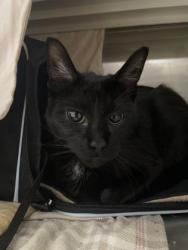 Shelter Stray Male Cat last seen Near Spence st, 21230, MD, 301 Stockholm St, Baltimore, MD 21230, USA