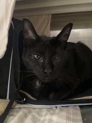 Shelter Stray Male Cat last seen Near Spence st, 21230, MD, 301 Stockholm St, Baltimore, MD 21230, USA