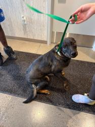Lost Female Dog last seen apmts , West Lafayette, IN 47906