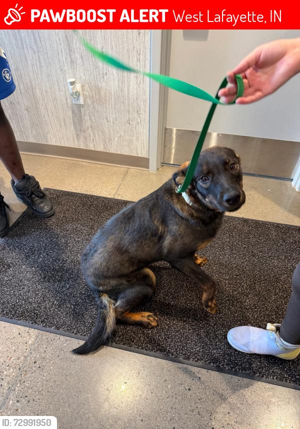 Lost Female Dog last seen apmts , West Lafayette, IN 47906