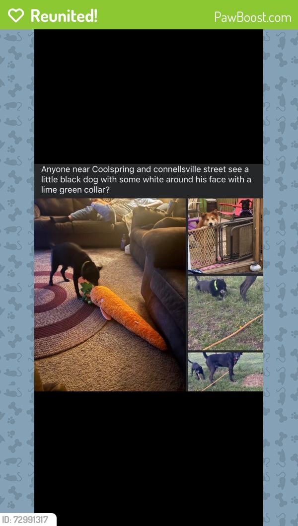 Reunited Male Dog last seen Uniontown , Uniontown, PA 15401