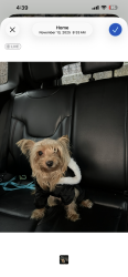 Reunited Female Dog last seen Tilden steam train , Berkeley, CA 94708