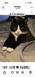Lost Female Cat last seen El Ku, Escondido, CA 92025