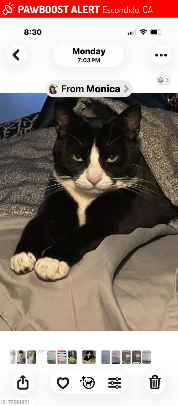 Lost Female Cat last seen El Ku, Escondido, CA 92025