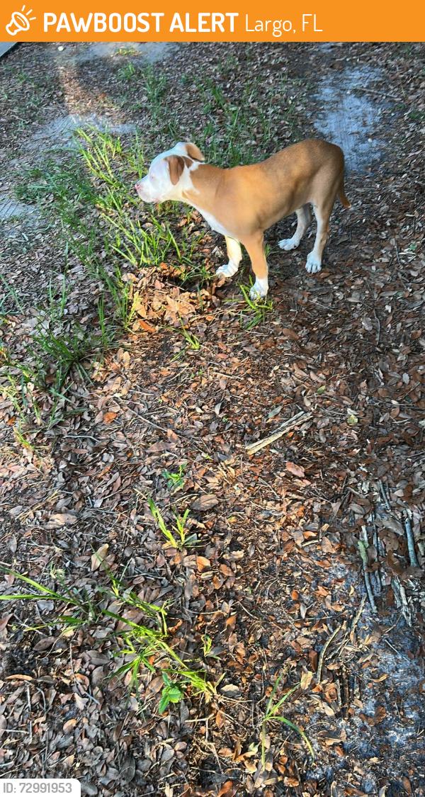 Rehomed Male Dog last seen Largo Central Park , Largo, FL 33771