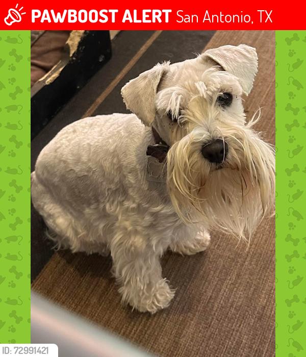 Lost Female Dog last seen Sunnydale path, San Antonio, TX 78245