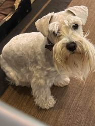Lost Female Dog last seen Sunnydale path, San Antonio, TX 78245