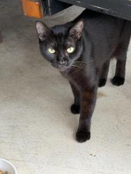 Found/Stray Male Cat last seen Pheasant creek, Sugar Land, TX 77498
