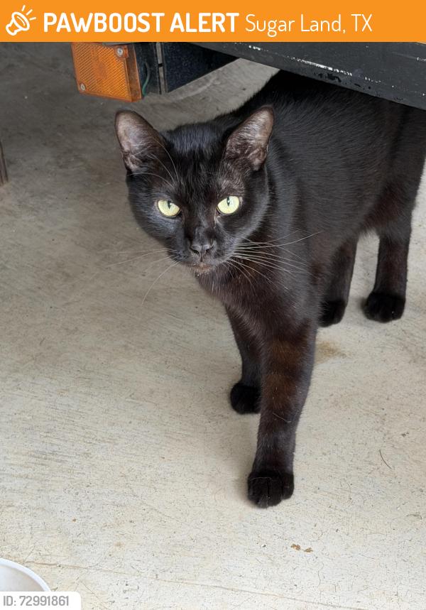 Found/Stray Male Cat last seen Pheasant creek, Sugar Land, TX 77498