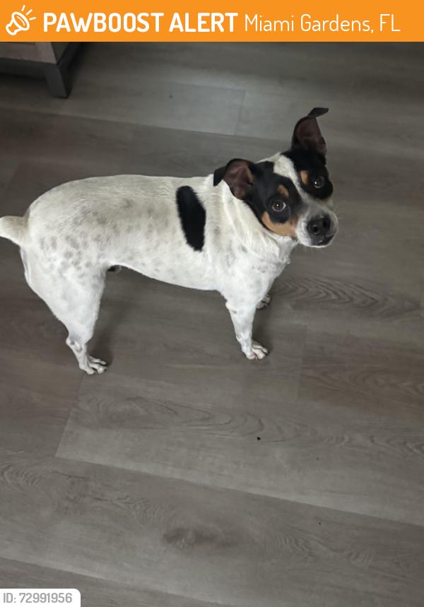 Found/Stray Male Dog last seen 7th and 183rd street Miami, Miami Gardens, FL 33056