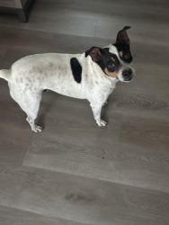Found/Stray Male Dog last seen 7th and 183rd street Miami, Miami Gardens, FL 33056