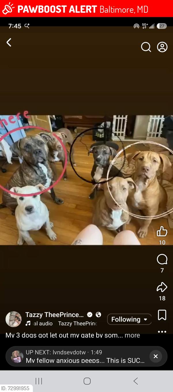 Lost Male Dog last seen Erdman ave, Baltimore, MD 21213