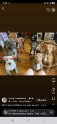 Lost Male Dog last seen Erdman ave, Baltimore, MD 21213