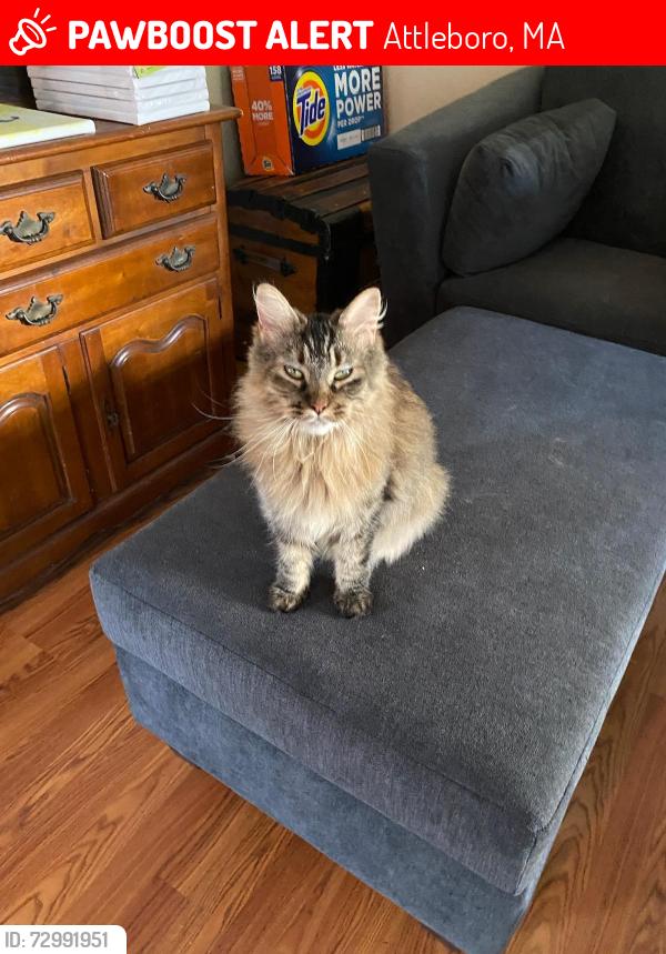 Lost Female Cat last seen Frenier Ave & S Main St by La Cave Suzanne Salon, Attleboro, MA 02703