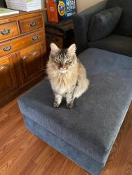 Lost Female Cat last seen Frenier Ave & S Main St by La Cave Suzanne Salon, Attleboro, MA 02703