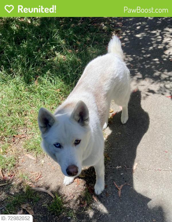 Reunited Female Dog last seen Stewarton near Meadowbrook, Richmond, CA 94803