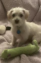 Reunited Male Dog last seen Meridian and maple, South Pasadena, CA 91030