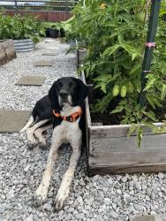 Lost Male Dog last seen County Road 1237 and FM 1434, Johnson County, TX 76070