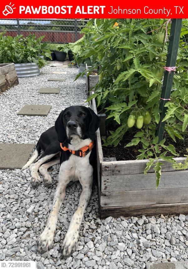 Lost Male Dog last seen County Road 1237 and FM 1434, Johnson County, TX 76070