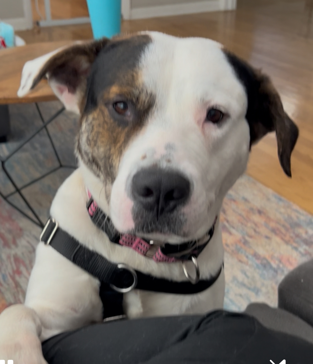 Shelter Stray Male Dog last seen Near W 116th Street, NEW YORK, NY, 10026, 326 E 110th St, New York, NY 10029, USA