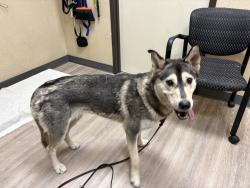 Shelter Stray Female Dog last seen Near Rancho Vista Road, Vista, CA, 92083, Oceanside, CA 92058, USA