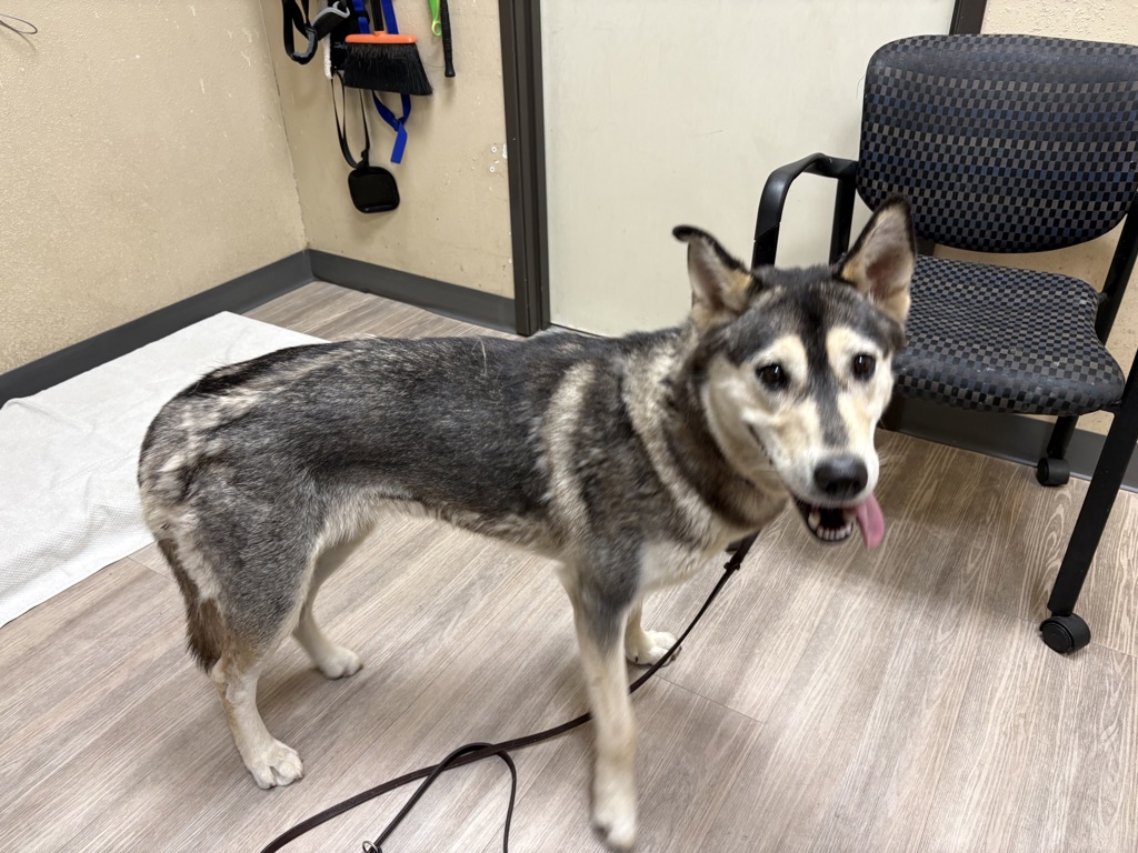 Shelter Stray Female Dog last seen Near Rancho Vista Road, Vista, CA, 92083, Oceanside, CA 92058, USA