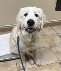 Shelter Stray Male Dog last seen NE Cully blvd & NE Lombard st, PORTLAND, OR, 97218, 1700 W Historic Columbia River Hwy, Troutdale, OR 97060, USA