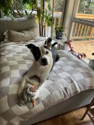 Shelter Stray Female Dog last seen Owner Surrender, PORTLAND, OR, 97209, 1700 W Historic Columbia River Hwy, Troutdale, OR 97060, USA