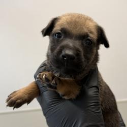 Shelter Stray Female Dog last seen Near El Cajon Boulevard, San Diego, CA, 92104, 5500 Gaines St, San Diego, CA 92110, USA